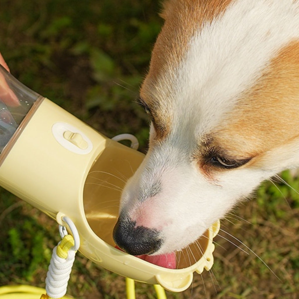 Corgi drinking from the yellow bottle bowl